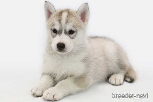 成約済の神奈川県のシベリアンハスキー-336744の2枚目